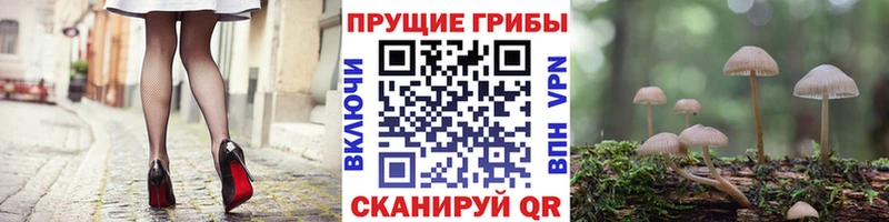 где купить наркоту  Александровск-Сахалинский  Галлюциногенные грибы мицелий 